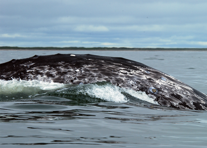 Gray Whale Migrations