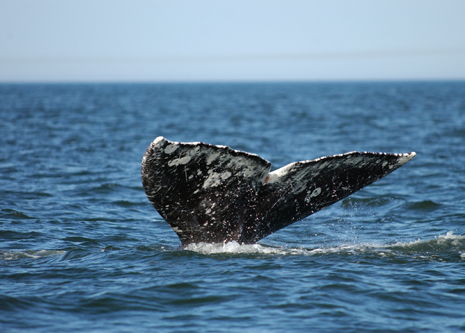 Gray Whale Migrations