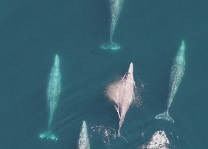 Gray Whale Migrations