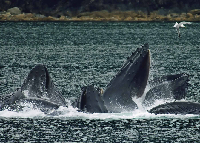 Humpback Conservation Update