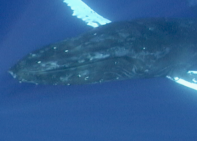 Humpback Conservation Update