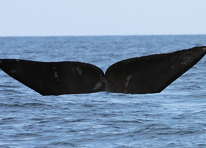 Smallest Whale Population