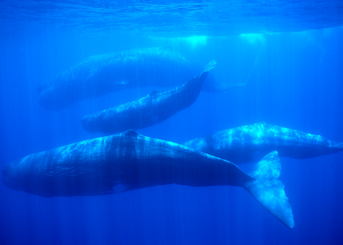 Sperm Whale Communication