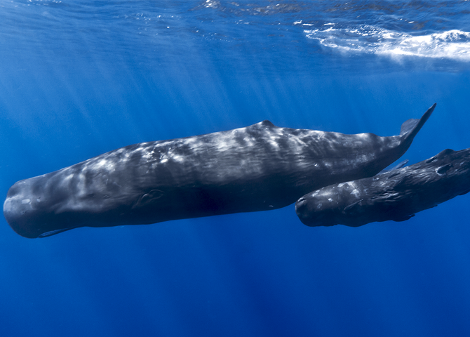 Sperm Whale Comeback