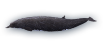 Baird's Beaked Whale