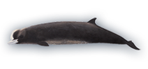 Northern Bottlenose Whale