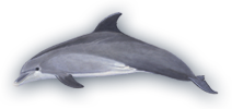 Bottlenose Dolphin