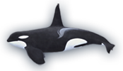 Killer Whale