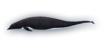 Northern Right Whale Dolphin