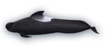 Short-finned Pilot Whale