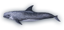 Risso's Dolphin