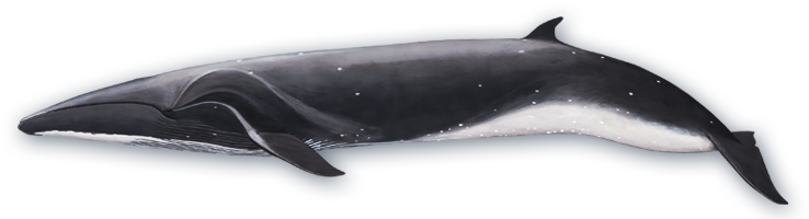 Sei Whale : Baleen Whales : Voices in the Sea