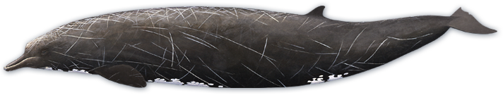 Baird's Beaked Whale