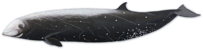 Cuvier's Beaked Whale