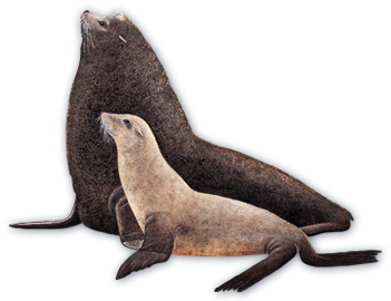 California Sea Lion