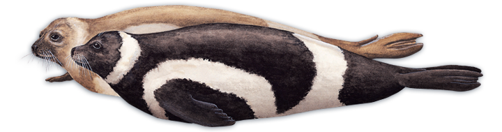 Ribbon Seal