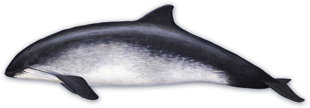 Harbor Porpoise